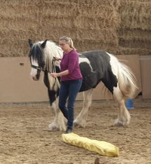 Equikinetic Equi Classic Work Dualaktivierung Geitner Training für gesunde Pferde Reha Pferde Kreis Trier-Saarburg Reiten, Erwachsene und Kinder