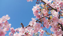 tsujikawebworks freephoto
