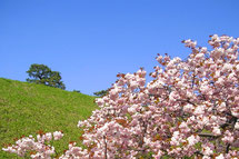Tsujikadsign　フリー素材　桜　草原