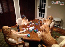 pets weet home perugia