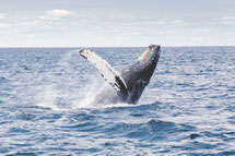 rorqual ou baleine à bosse