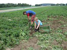 Der Beginn der Ernte erfolgt per Hand