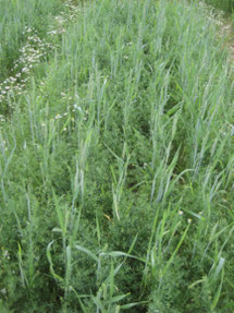 Figure 2: Field of lentils with Barley as companion crop