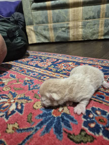 Jonny - Britisch Kurzhaar