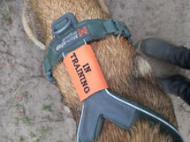 In die 'perfecte hond van de buurman' zitten waarschijnlijk ontelbaar veel uren van training.