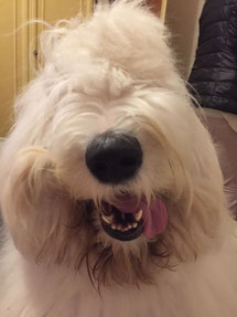 bobtail-tutorial-fotografico-toelettatura-pelo-spazzolatura-old-english-sheepdog