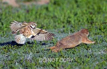 小池キヨミチ　Burrowing Owl アナホリフクロウ Athene cunicular