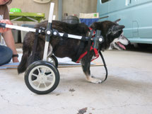 犬の車椅子　犬用車いす　犬 車イス　犬 歩行器　ドッグカート　車椅子犬