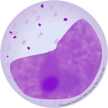  好酸球性骨髄球 好塩基球 Basophil 好塩基球 Basophil 形質細胞 Plasma cell 形質細胞 Plasma cell 正染性赤芽球 Erythroblast 正染性赤芽球 Erythroblast 好中球性後骨髄球 Neutrophilic metamyelocyte 好中球性後骨髄球 Neutrophilic metamyelocyte キャプション:  好中球性後骨髄球 Neutrophilic metamyelocyte