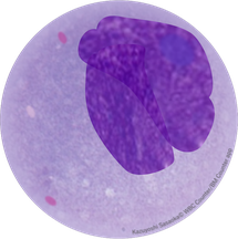 巨核球 Megakaryopoietic cell