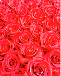 Freie Trauung PhilosophyLove Hochzeitsredner Hochzeitsblog Location Hochzeitslocation Düsseldorf NRW Flitterwochen Hochzeitstorten Hochzeitsmesse Hochzeitsdekoration Dekoration DIY Hochzeit