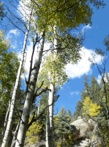 Aspen trees, Calaveras Canyon, Santa Fe National Forest, Jemez Mountains, New Mexico