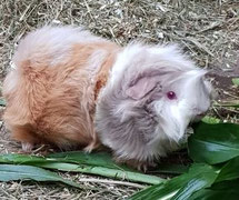 Meerschweinchen des Monats 