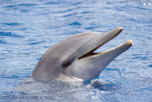 Fotolia_90739138_XS