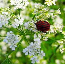 Streifen Wanze / Graphosoma italicum