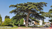 Square des Cèdres à Vélizy-Villacoublay.