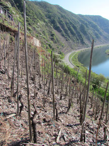 Einzelpfahlerziehung an der Mosel