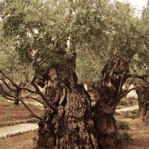 Olivenbaum im Garten Gethsemane