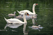 Tierfamilien, Tierfamilien lernen, Tierfamilie Arbeitsblatt, Tierfamilie Überblick, Tierfamilie Bauernhof, Tierfamilie Waldtiere