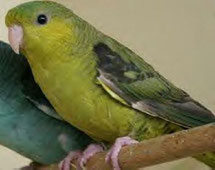 Pale   Bolborhynchus lineola (Katharinasittich)