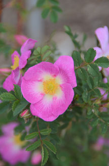 'Glory of Edzell'