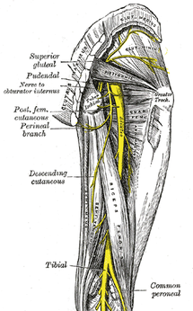 sciatique shiatsu médecine chinoise