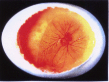 Abb 3.: Embryo, 4 Tage befruchtet