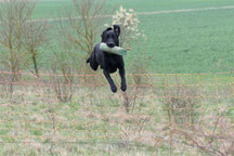 Labrador Retriever Craigton