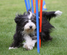 Bearded Collie Max