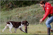 English Springer Cutie