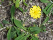 Kleines Habichtskraut (Foto: O. Wittig, LBV-Bildarchiv)