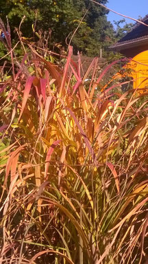 Misacanthus sinensis Ghana