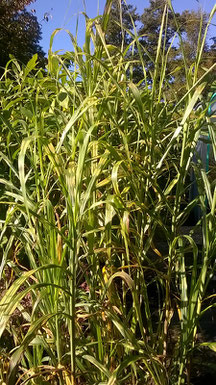 Miscanthus x giganteus ‘Lottum’ -dieses Riesenchinaschilf hat eine besonders schöne Laubzeichnung 