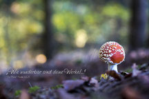 Fliegenpilz im Wald, Christliche Spruchkarten, Psalm 66
