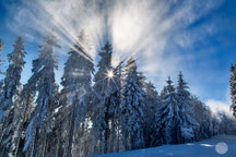 Bild: ski area Winterberg, forest with snow, "sun dust"; www.2u-pictureworld.de