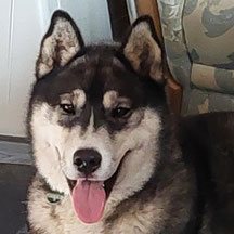 Cooper (Husky Delight's Cooper)