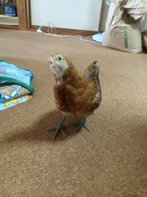 トリトレット とは What S Toritolet トリトレット 鳥用おむつ トリトレット とは What S Toritolet トリトレット 鳥用おむつ