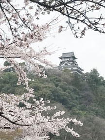 犬山城と桜