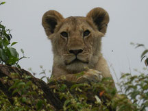 Safaris in die Massai Mara 