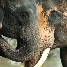 éléphants, phuket, Rawai, Maipreu, guide francophone