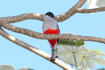 trogon de cuba