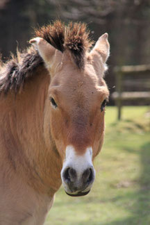 Wildpark Grünau