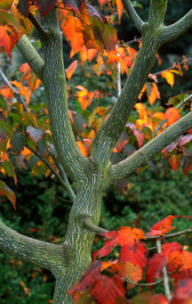 Acer capillipes