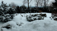 Blick in meinen Garten vom Mittwoch den 13.03.2013 um 14:00 Uhr. Temperatur -3°C. Es gab über Nacht einen Schneesturm.