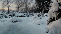 Blick in meinen Garten vom Donnerstag den 13.12.2012 um 09:45 Uhr Naturschneedecke beträgt ca. 30 cm Temperatur -8°C