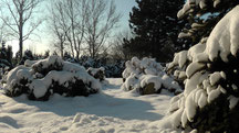Blick in meinen Garten vom Samstag den 08.12.2012 um 11:36 Uhr Naturschneedecke beträgt ca. 15 cm Temperatur -4°C