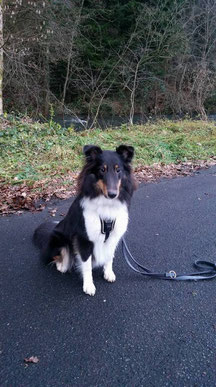 Bella, Sheltie 