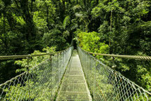 Combo: Canopy Tour & Puentes Colgantes