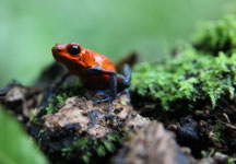 Costa Rica Img-0939-1