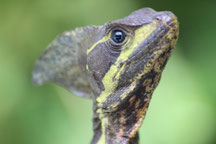 Costa Rica img-1126